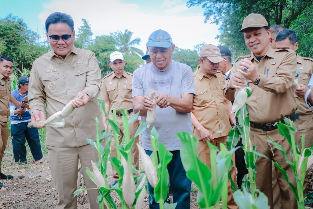 Bupati Barru Lakukan Panen Jagung di Desa Balusu